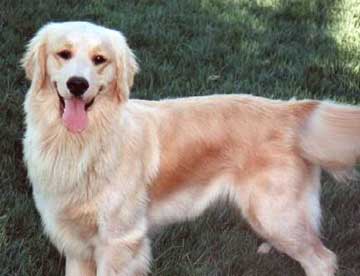 Golden Retriever Dog