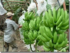banano[1]