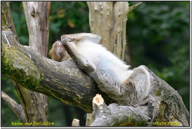 Trentham Monkey Forest - Macaques