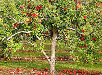 meyve ağacı