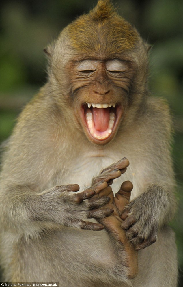 Monyet yang suka geletek tapak kaki sendiri dan ketawa 