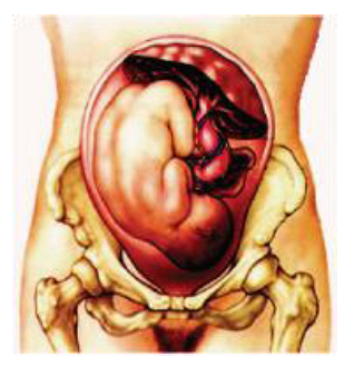 CONCEPT OF HOW DO ORGANISMS REPRODUCE