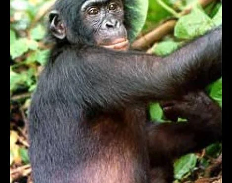 Bonobo Özellikleri