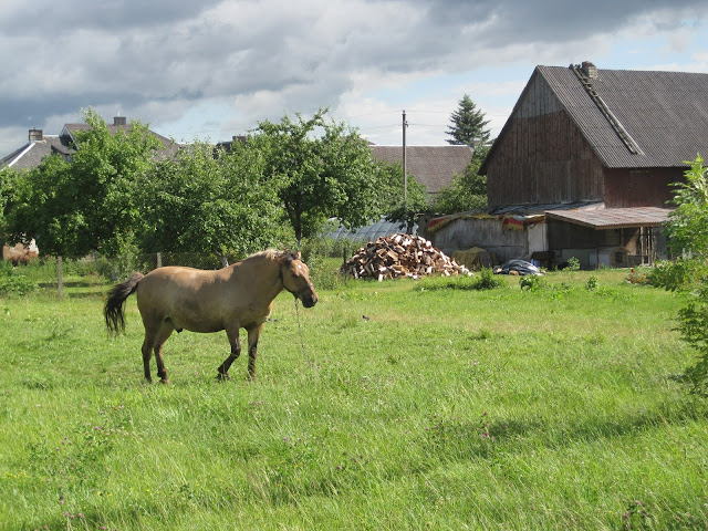 Horse Lithuania