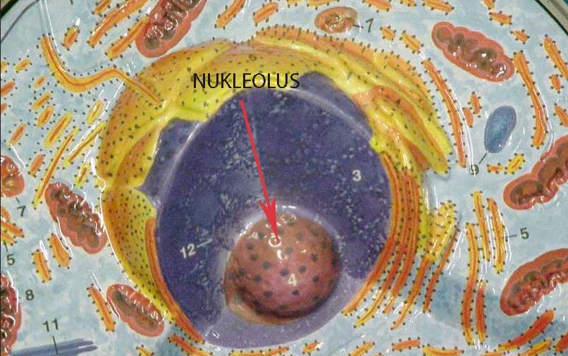 Fungsi Nukleolus  pada  sel  hewan  dan sel  tumbuhan Wawasan 