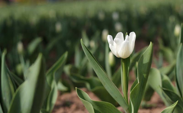 Tulip Flower Pictures