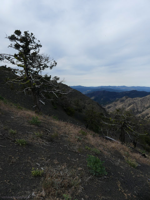 29: ragged trees on a slope