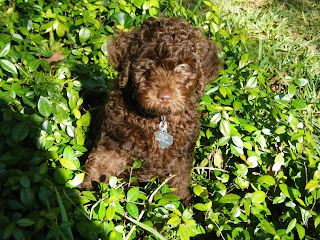 Alfie outside in the sunshine