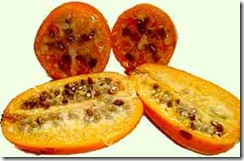 Jaracatia spinosa