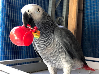 african grey