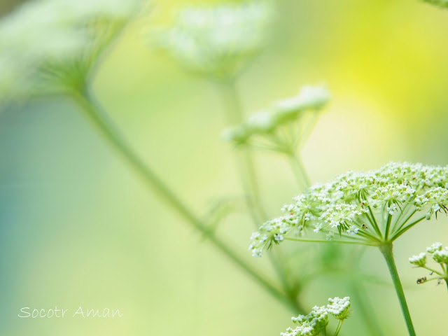 Angelica polymorpha