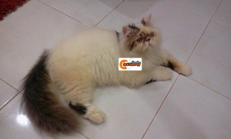 Kucing Persian di Kuantan Pahang Malaysia: Kucing Persian Kami