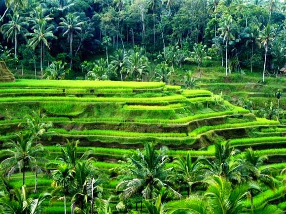  Pemandangan  Alam  Foto Pemandangan  Sawah dan Pegunungan