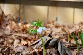 lenten rose, new growth