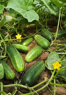 Obat Darah Tinggi Tradisional Alami