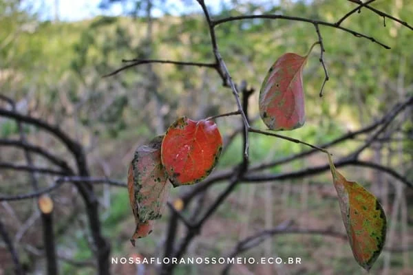 caqui-podado-no-pomar