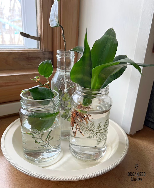 Photo of food jars with botanical decor transfers.
