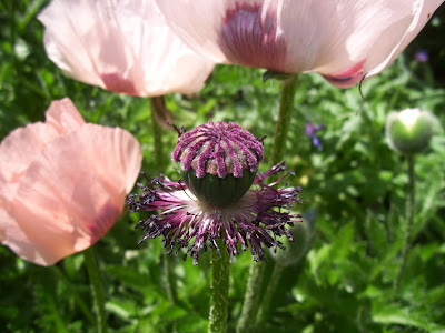 Poppy 'Coral Reef' (Papaver orientale) - seed head