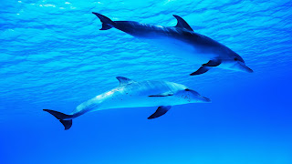 hermosos delfines en el agua