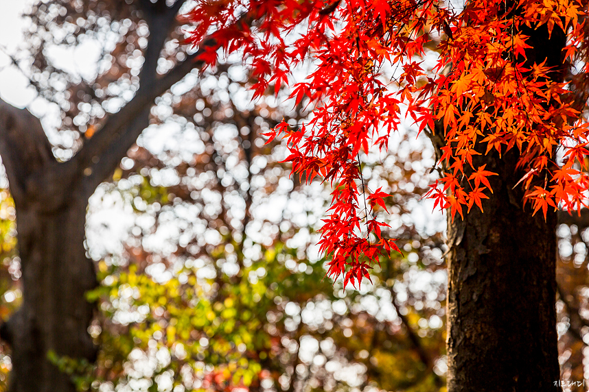 Changdeokgung Palace Huwon tour