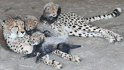 Newborn 3 Baby Cheetahs Playing with Mom (Video)