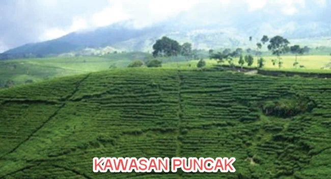 kawasan puncak