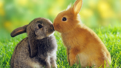 Wallpapers two cute the rabbit