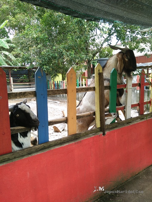 Jalan-jalan di PD Ostrich Farm 