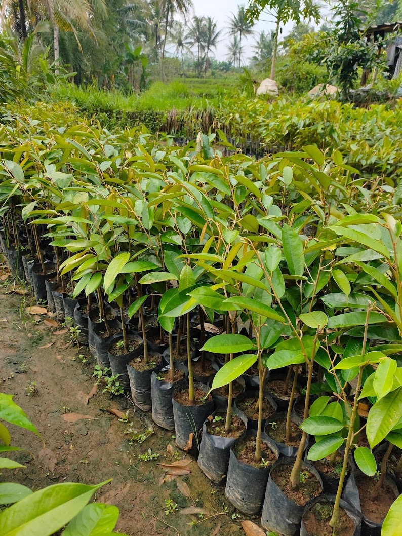 bibit tanaman durian tembaga cepat tumbuh jakarta Bali