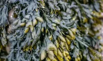 Discover bladderwrack benefits for hair & Skin