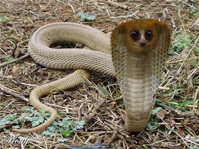 Criacionismo: Descoberto mecanismo que desliga patas das cobras