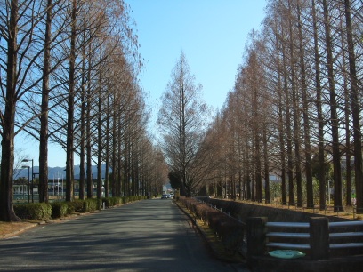 岬町の花粉情報 12 岬町の花粉情報 12