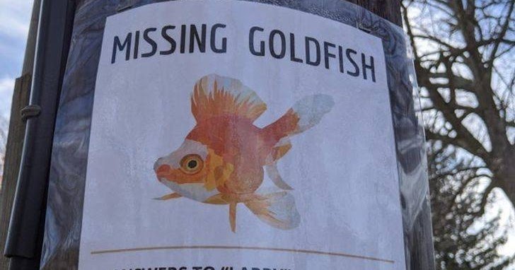 Missing Goldfish | Missing Pet Advertisement - Hilarious Pictures