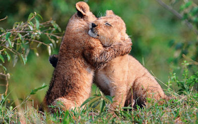 Dos leones pequeños dándose un abrazo - Amor salvaje