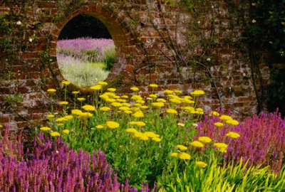 Amazing Colors to Design Your Garden