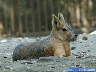 Mara - Lièvre de Patagonie - Dolichotis patagonum