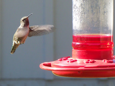 Wings of Beauty