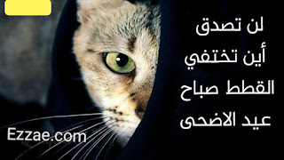 اين تختفي القطط يوم عيد الاضحي