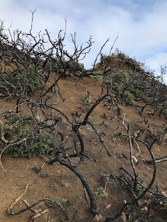 A photo showing brown, crumbling soil on a slope with the blackened and burnt branches of some gorse bushes sticking out.  Photograph by Kevin Nosferatu for the Skulferatu Project.