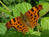 Comma