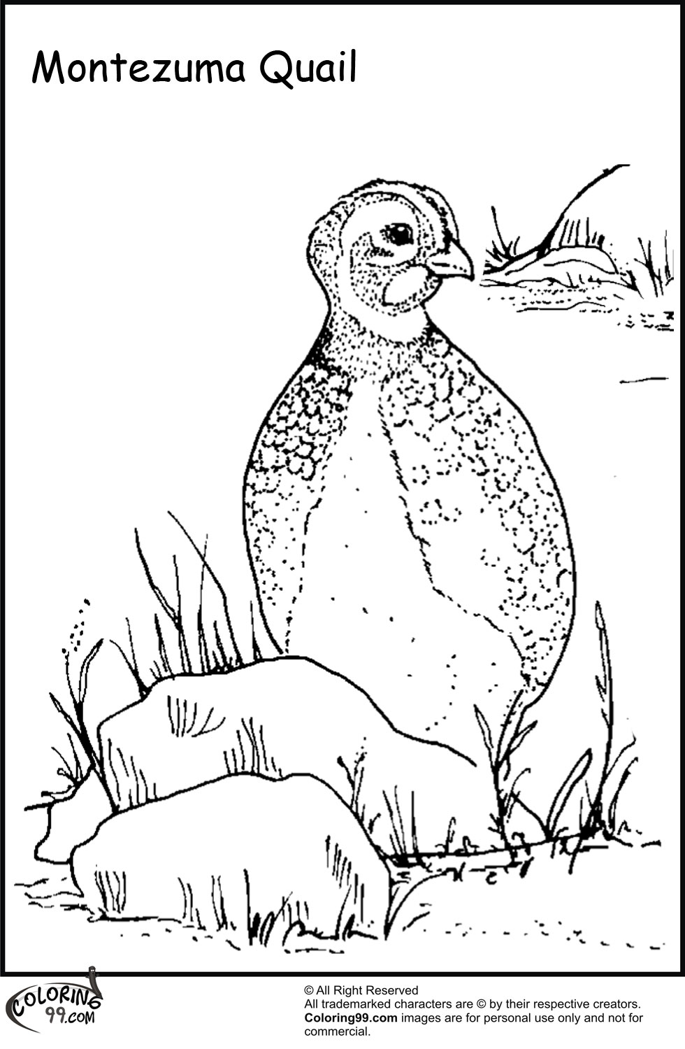 Download Quail Coloring Pages | Minister Coloring