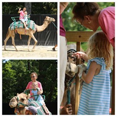 camel
