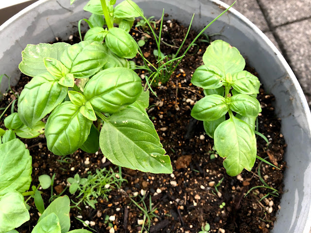 そうだったの ホームセンターで買ったバジル苗の植え方