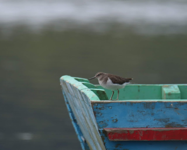 Andarríos chico (Actitis hypoleucos)