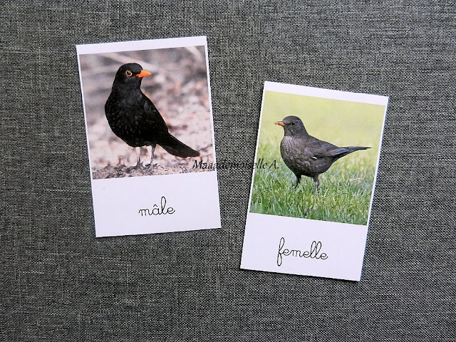 Cartes de nomenclature : Cycle de vie de l'oiseau, merle noir