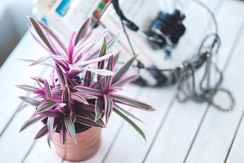 A Guide To Decorating With Indoor Plants and Trees.