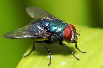 دماغ الذبابة يحير العلماء ذبابة حشرة الذباب house fly insect