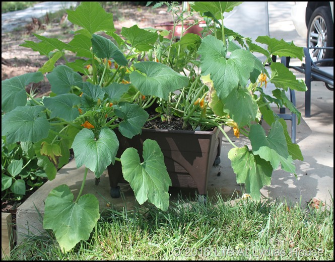 mini garden July-2