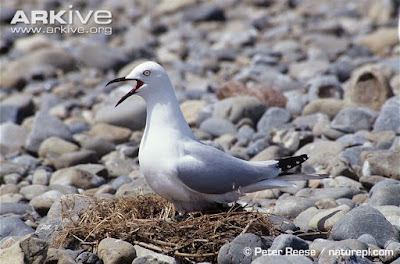 Black billed Gull