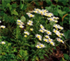 Ulleunggukhwa Flower of Ulleungdo colony